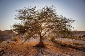 Tree in a desert in arava district in Israel