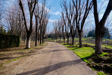 Walking paths in botanical park. Walking way is gravel and soil. Dried huge trees near the way. Autumn colors.