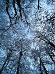 tree crown in the winter sky - background