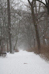 snow covered trees in the park