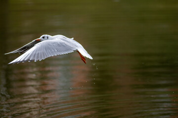 seagull in flight