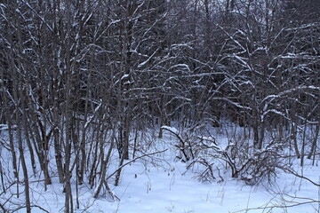 Trees and bushes covered with snow on a frosty winter day. A beautiful image of wildlife.