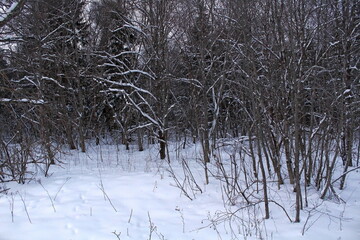 Trees and bushes covered with snow on a frosty winter day. A beautiful image of wildlife.