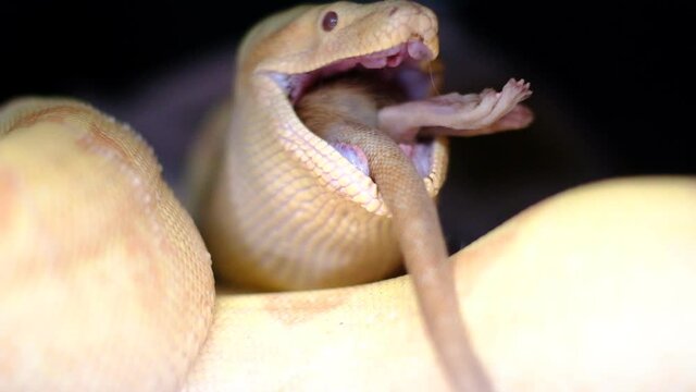 Albino boa constrictor eats a rat in amazing 4k quality. You can see the teeth and swallowing 