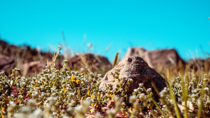 Campo silvestre