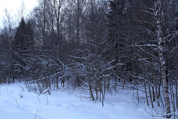 Trees and bushes covered with snow on a frosty winter day. A beautiful image of wildlife.