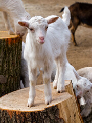 Obraz premium White goat kid in a Hungarian farmyard