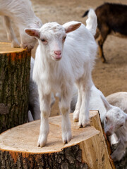 White goat kid in a Hungarian farmyard