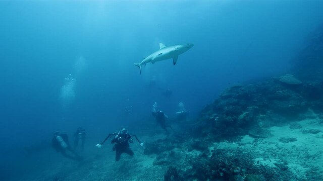 Scuba divers photographing and feeding sharks and tropical fish in ocean