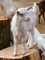 Obraz premium White goat kid in a Hungarian farmyard