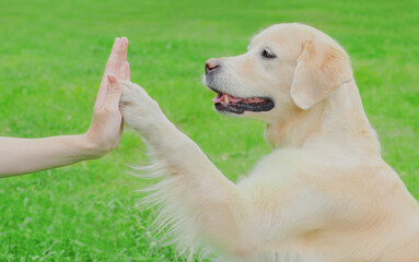 Golden Retriever dog giving paw to hand high five owner woman on grass training in a park