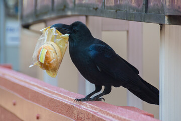 Raven stealing food from convinience store, Tôkyô, Japan