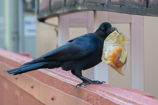 Raven stealing food from convinience store, T&ocirc;ky&ocirc;, Japan