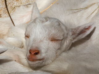 White goat kid head during sleeping deep