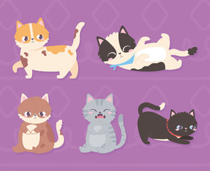 cute pets cat domestic animals on purple background