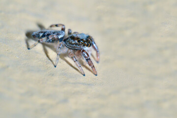 ARAÑA