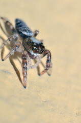ARAÑA