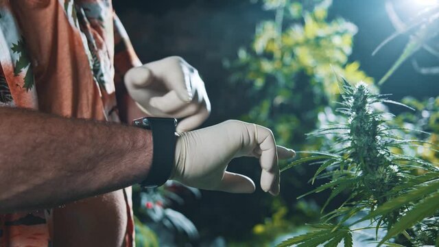 CBD farm. Hemp farmer in gloves examining growing vegetative plants of medical cannabis using smartwatch virtual application. Cultivation of marijuana.