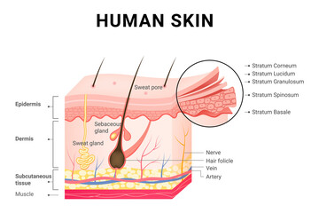 Human skin layers structure skincare medical concept.
 - obrazy, fototapety, plakaty