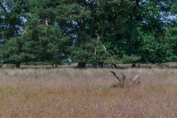 dead big branch od a tree lying in dry grass of a moor area in summer, Tecklenburger Land, Germany
