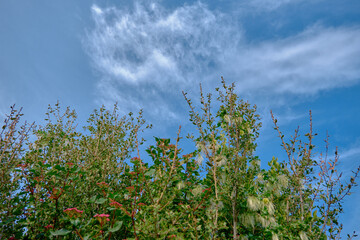 Huge and green color of pine tree and bright sky background. Photo taken from forest.