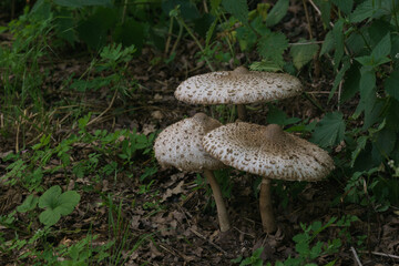 three parasol mushrooms in grass aside a road, Chlorophyllum rhacodes