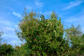 Huge and green color of pine tree and bright sky background. Photo taken from forest.