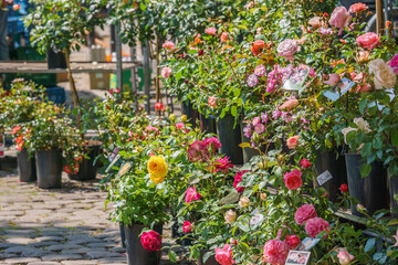 many colorful different rose flowers at market place