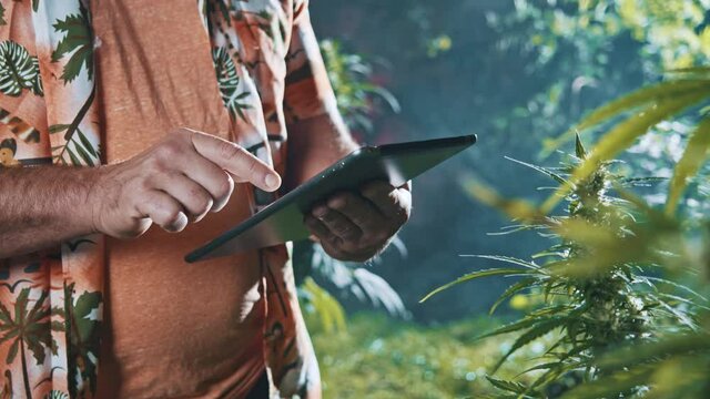 Man farmer using tablet computer digital applicaton learning the vegetative stage of marijuana growth. Cultivation of cannabis. CBD farm.
