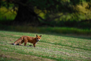Naklejka na ściany i meble red fox vulpes in a field