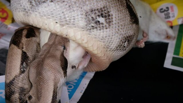 boa constrictor eats a rat
