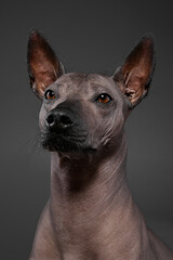 Xoloitzcuintle (Mexican Hairless Dog)   portrait close-up on  dark  gray background
