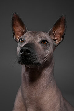 Xoloitzcuintle (Mexican Hairless Dog)   portrait close-up on  dark  gray background
