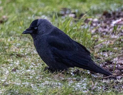 Jackdaw on the ground