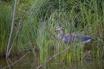 great blue heron fishing on shoreline