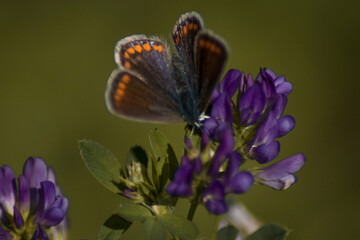 A calm beautiful colorful butterfly in a meadow in close-up on green background.
