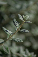 Close up of a green branch with leaves in the field during daytime