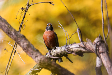 American robin on a branch in autumn