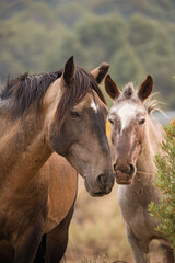 wild horse stallion with herd