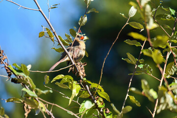female northern cardinal on a branch