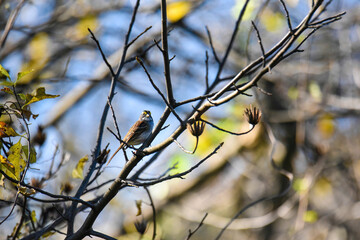white-throated sparrow on a branch