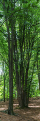 Unusual vertical panorama of a beech in Teutoburger Forest, Germany