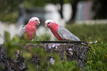 couple pair balah pink birds feeding eating feeder vintage plate green garden australia native