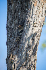 baby raccoon sleeping in tree trunk