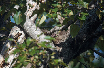 baby raccoon sleeping in tree trunk
