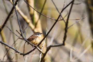Carolina wren on the branch