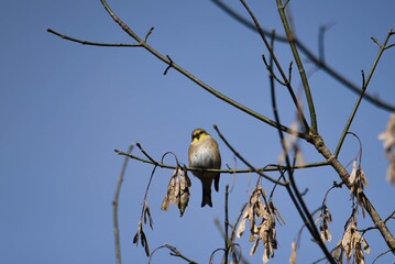 American goldfinch on a branch