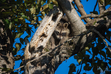 baby raccoon sleeping in tree trunk