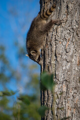 baby raccoon sleeping in tree trunk