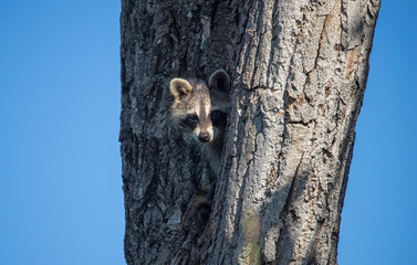 baby raccoon sleeping in tree trunk
